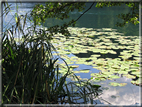 foto Lago di Levico
